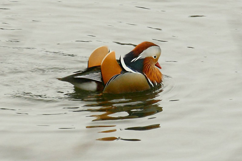 Mandarin Duck by Andrew Koester