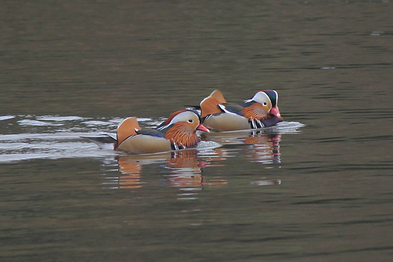 Mandarin Ducks by Robin Tewkesbury