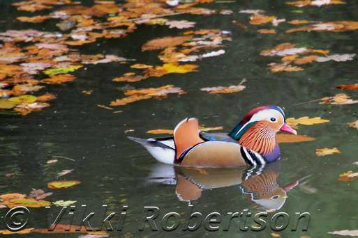 Mandarin by Vikki Robertson