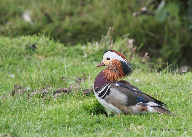 Mandarin Duck by Vikki Robertson