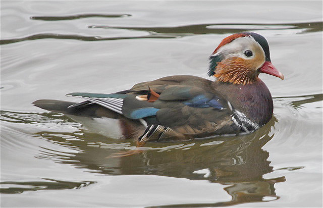 Mandarin by Vikki Robertson