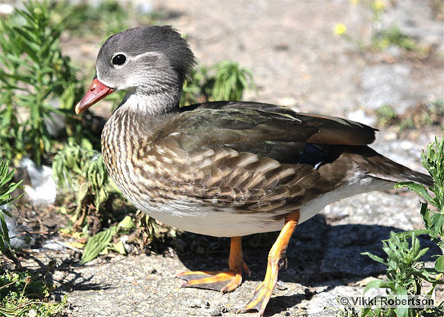 Mandarin by Vikki Robertson