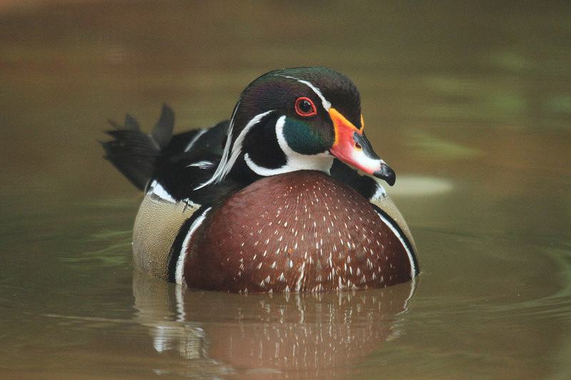 Wood Duck by Mick Dryden