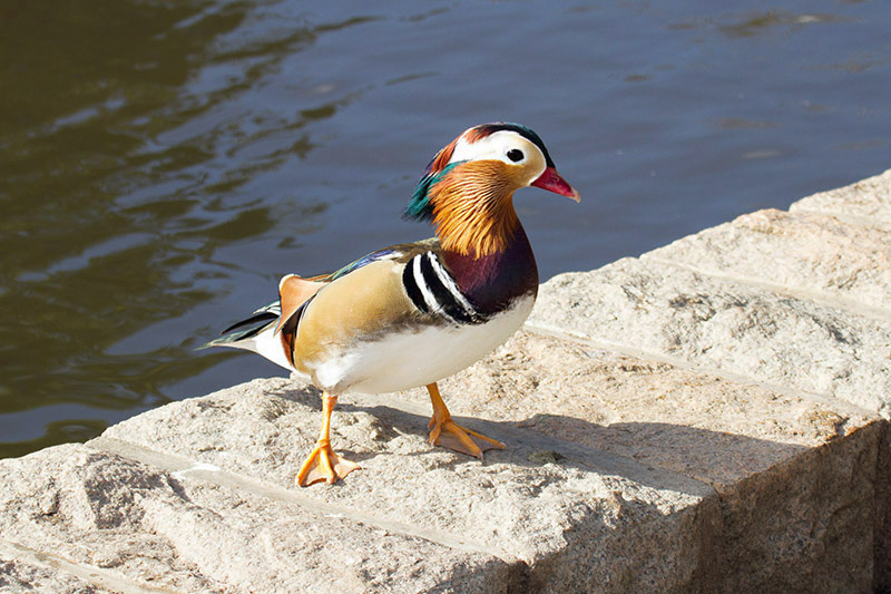 Mandarin by Sue Baudains