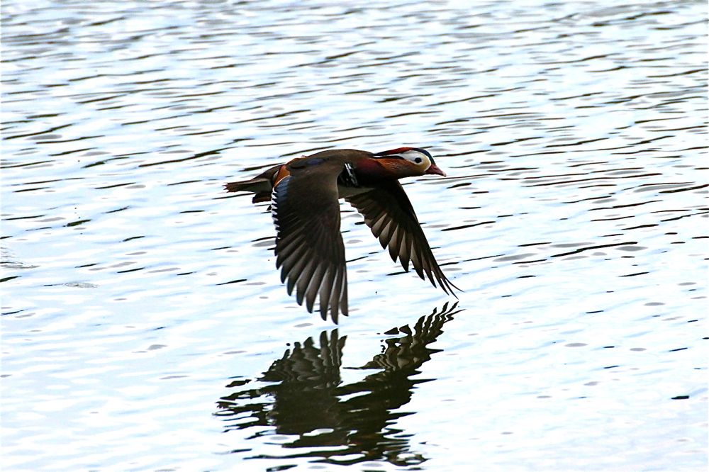 Mandarin by Dave Warncken