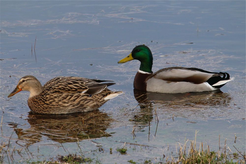 Mallards by Tony Paintin