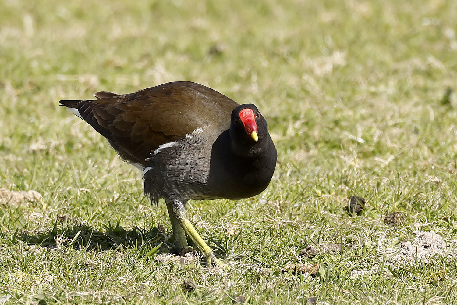 Moorhen by Mick Dryden