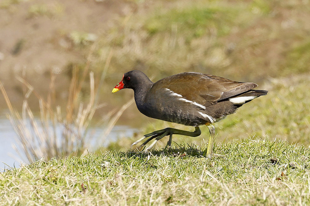 Moorhen by Mick Dryden