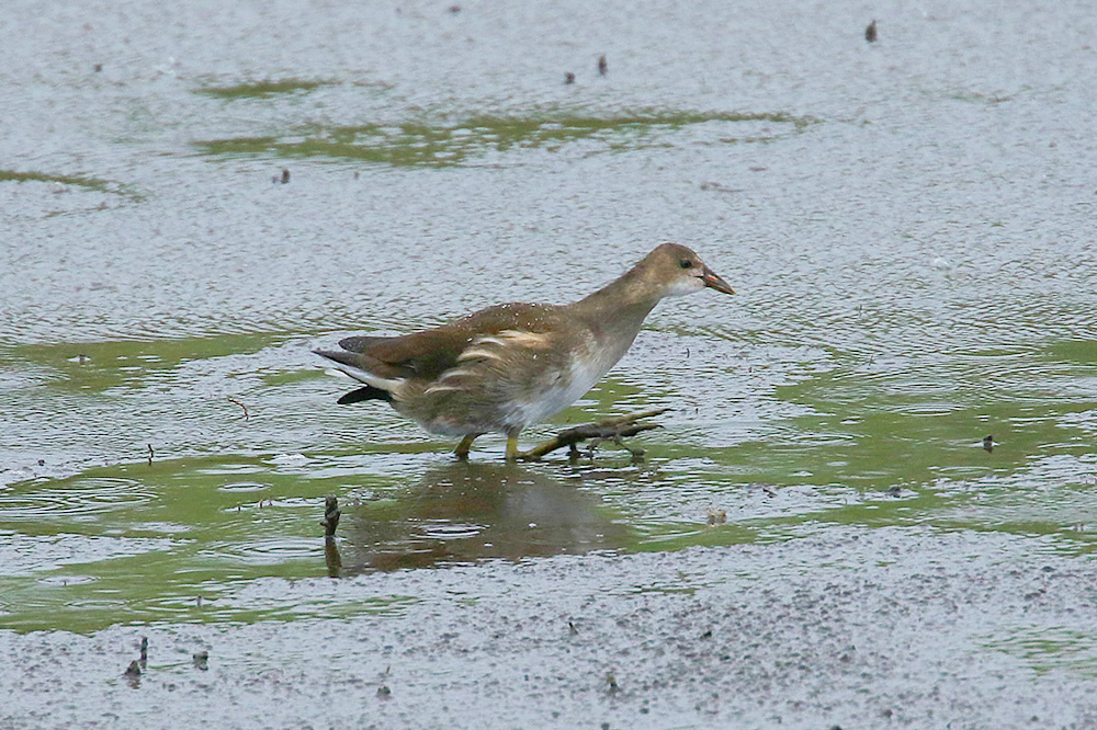 Moorhen by Mick Dryden