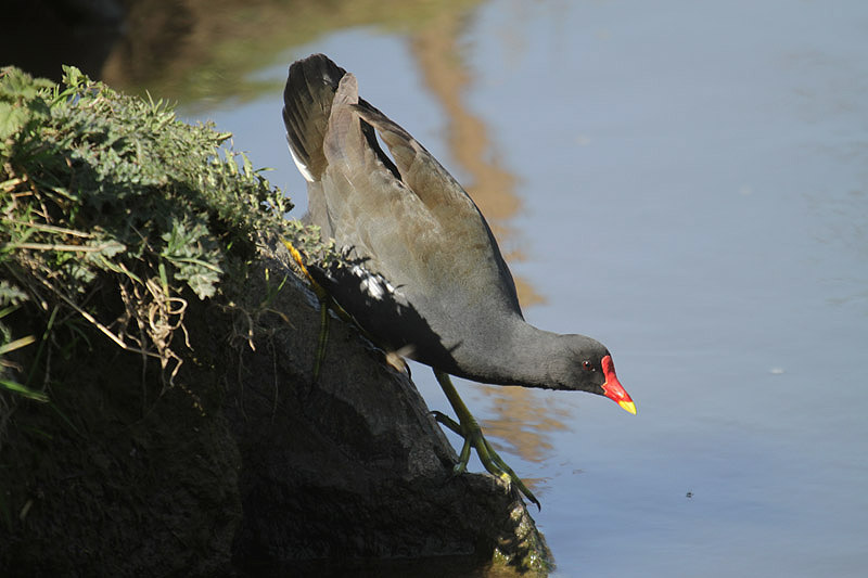 Moorhen by Mick Dryden