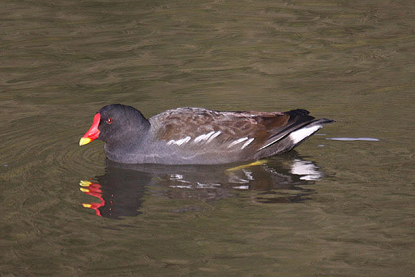 Moorhen by Mick Dryden