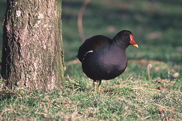 Common Moorhen by Mick Dryden