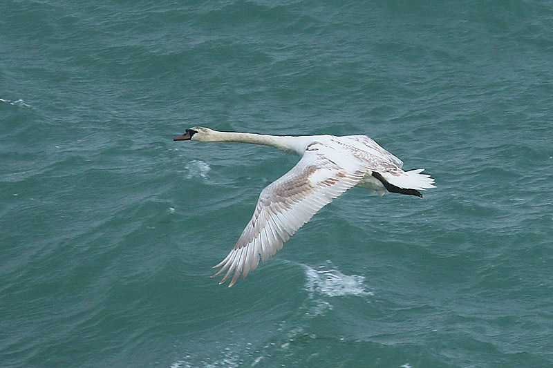 Mute Swan by Mick Dryden