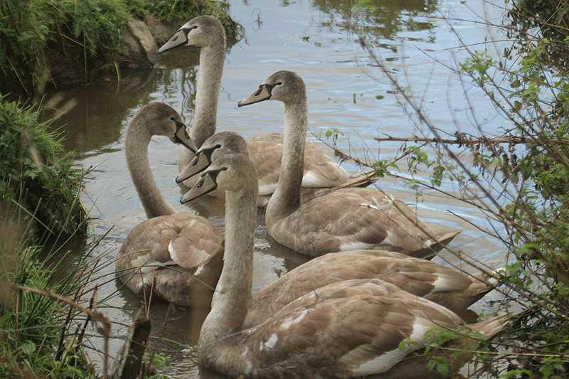 Mute Swans by Mick Dryden