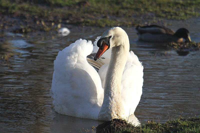 Mute Swan by Mick Dryden