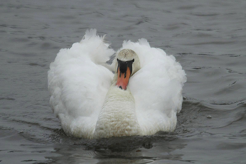 Mute Swan by Mick Dryden