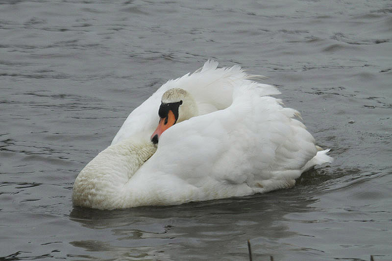 Mute Swan by Mick Dryden