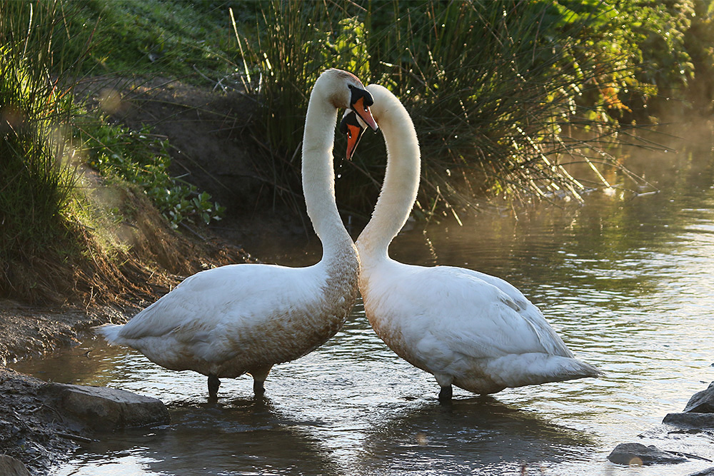 Mute Swans by Mick Dryden