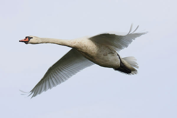 Mute Swan by Mick Dryden