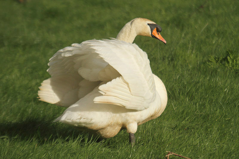 Mute Swan by Mick Dryden