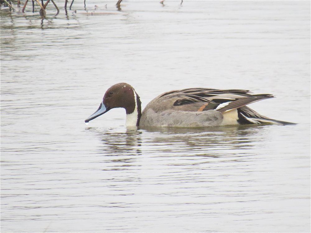 Pintail by Alan Gicquel