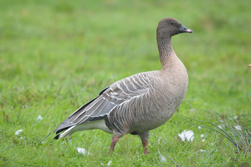 Pink-footed Goose by Romano da Costa