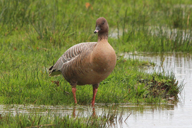 Pink-footed Goose by Roy Filleul