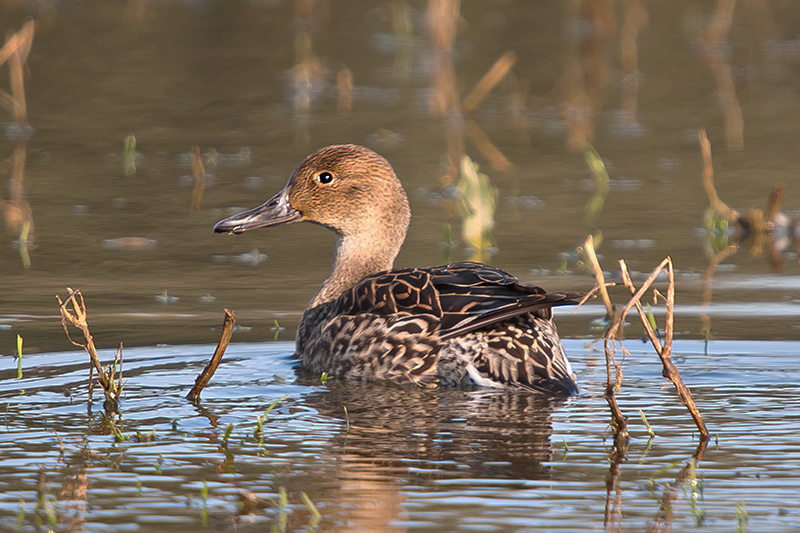 Pintail by Romano da Costa