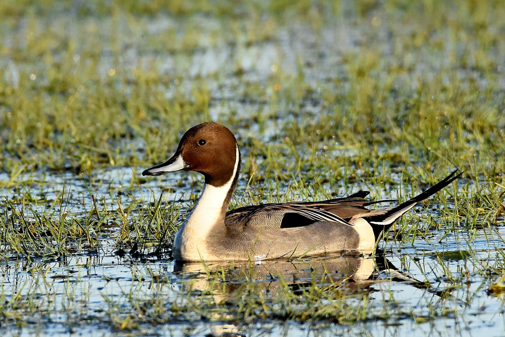 Pintail by Alan Gicquel