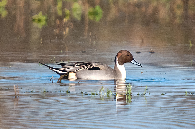 Pintail by Romano da Costa