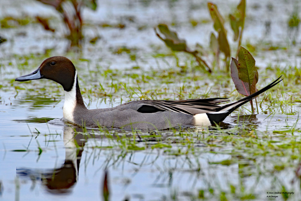 Pintail by Alan Modral