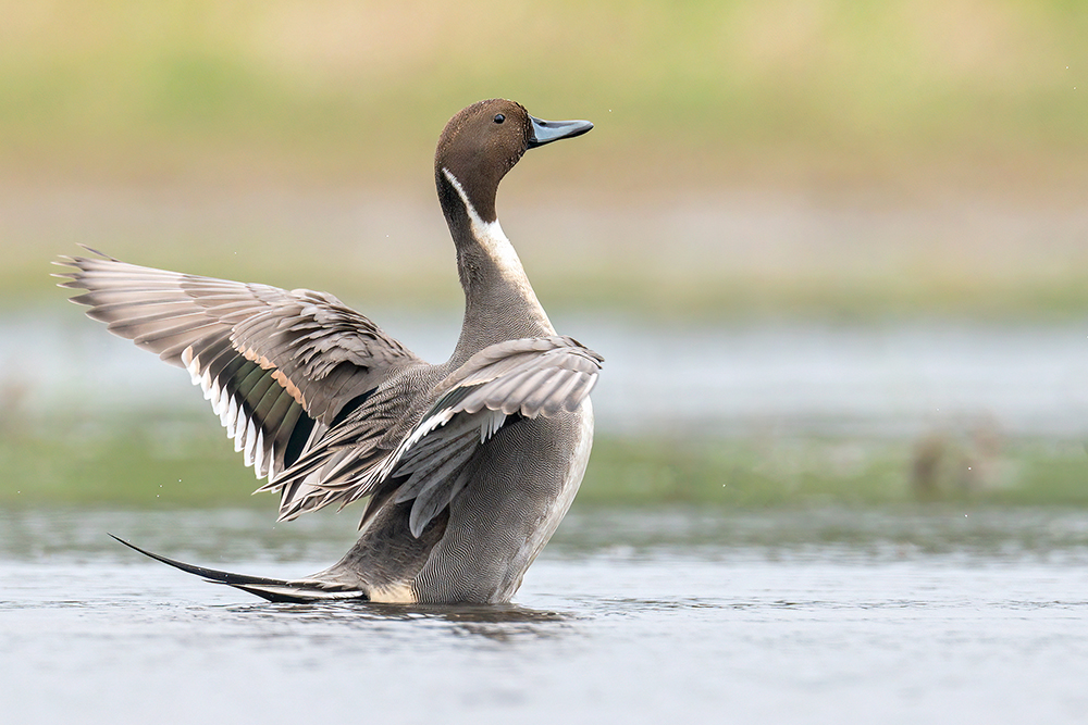 Pintail by Romano da Costa