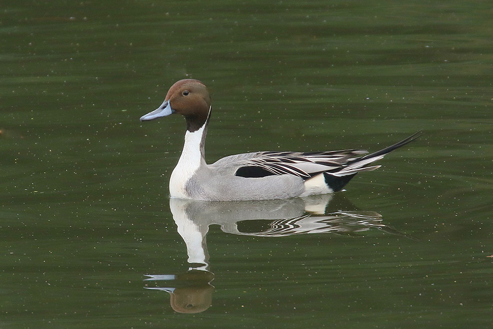 Pintail by Mick Dryden