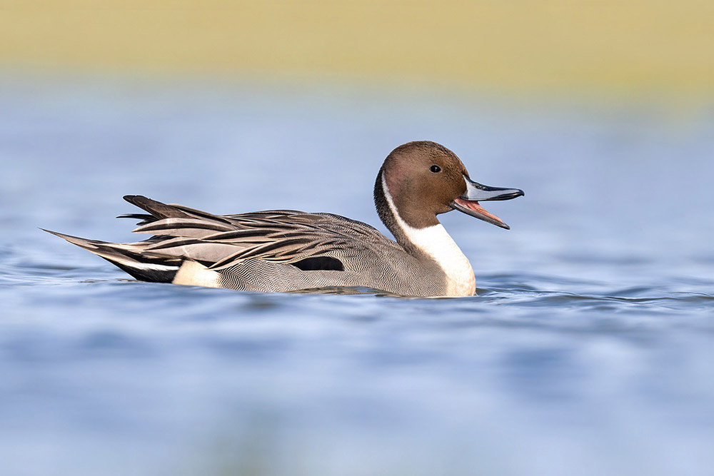 Pintail by Romano da Costa