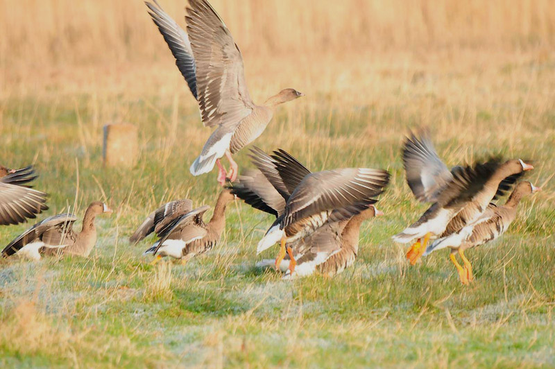 Pink Footed Goose by Romano da Costa