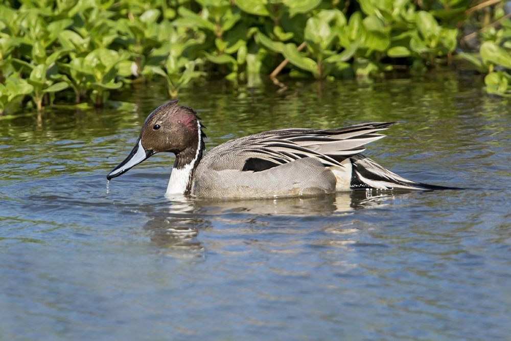 Pintail by Romano da Costa