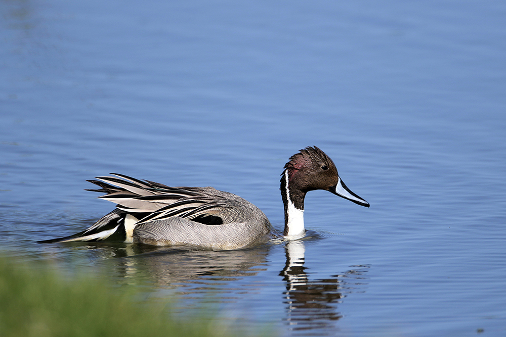 Pintail by Alan Modral