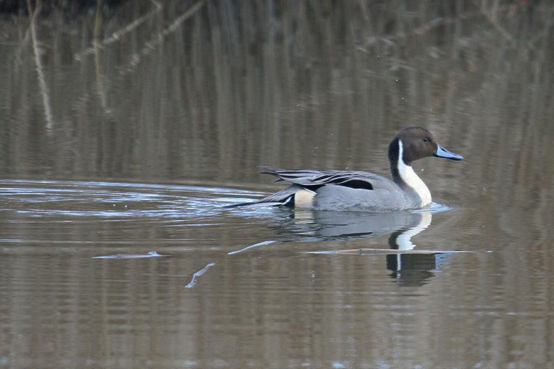 Pintail by Mick Dryden
