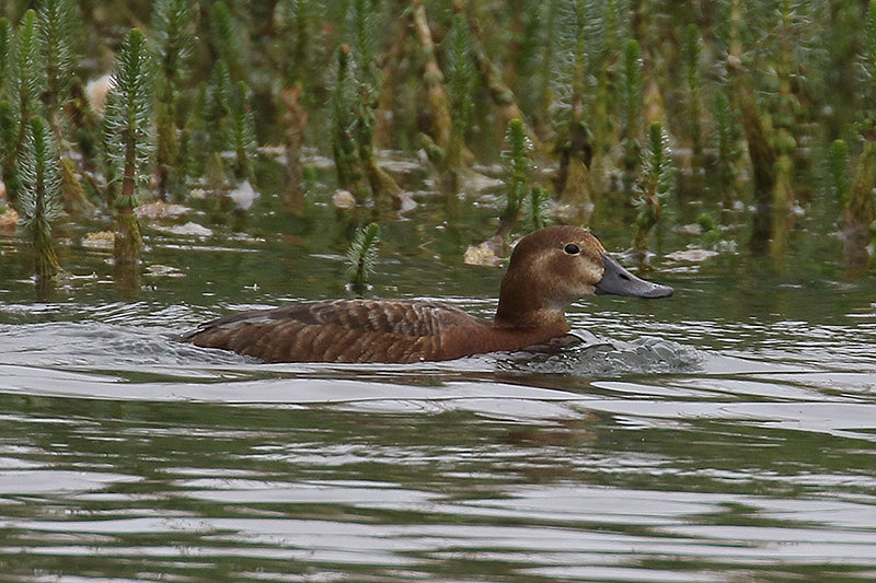 Pochard by Mick Dryden
