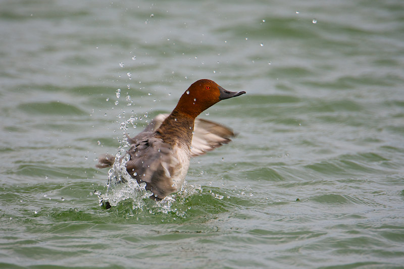 Common Pochard by Paul Marshall