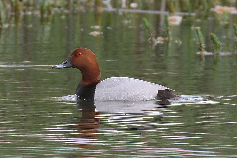 Pochard by Mick Dryden