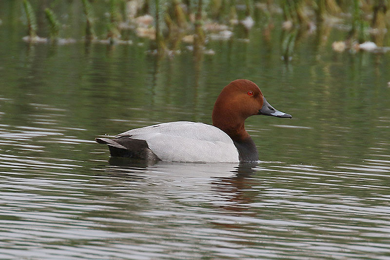 Pochard by Mick Dryden