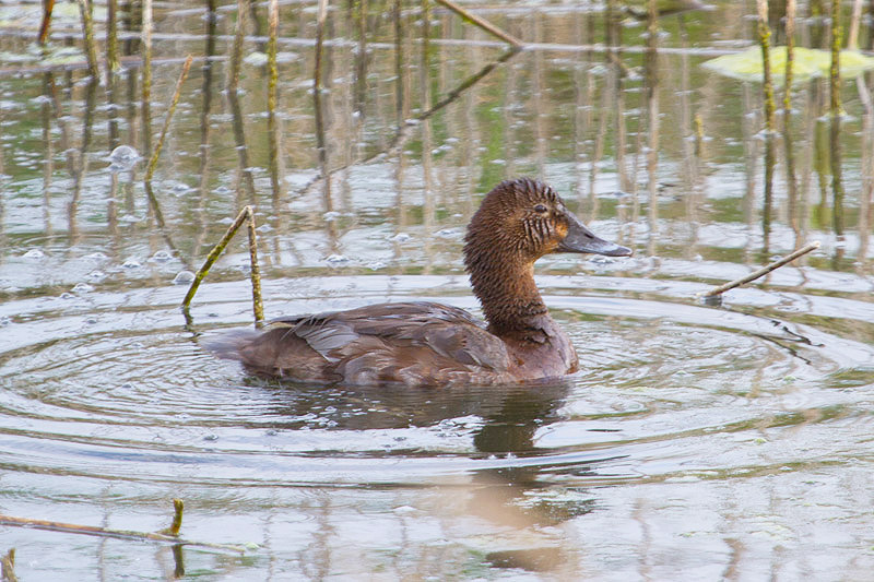 Pochard by Miranda Collett