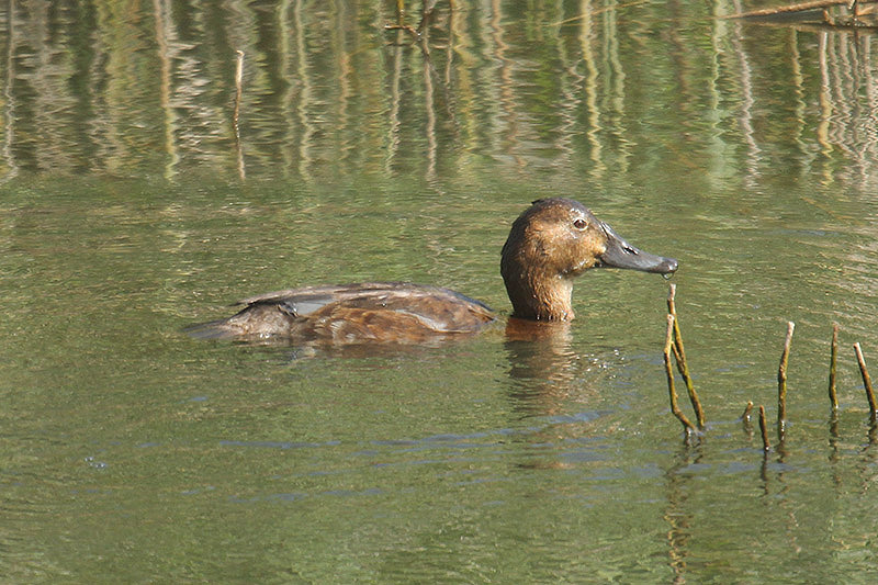 Common Pochard by Mick Dryden