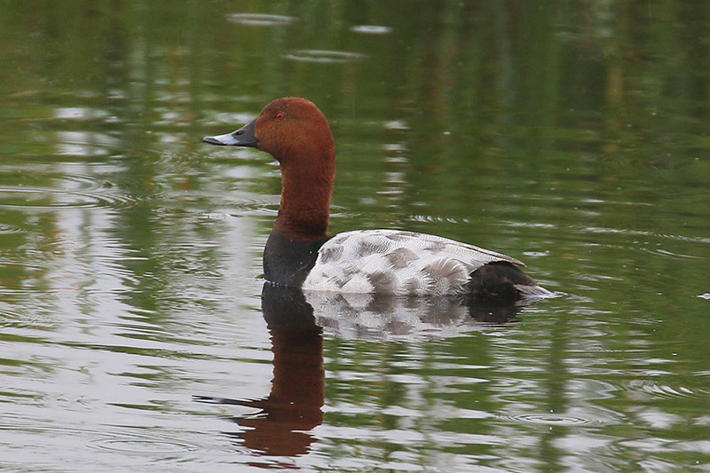 Pochard by Mick Dryden