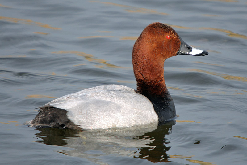 Pochard by Romano da Costa