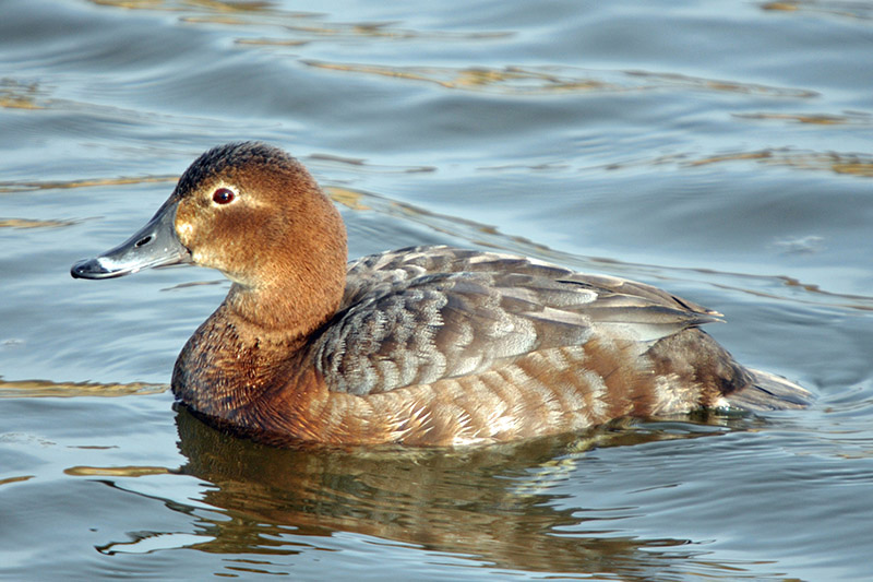 Pochard by Romano da Costa