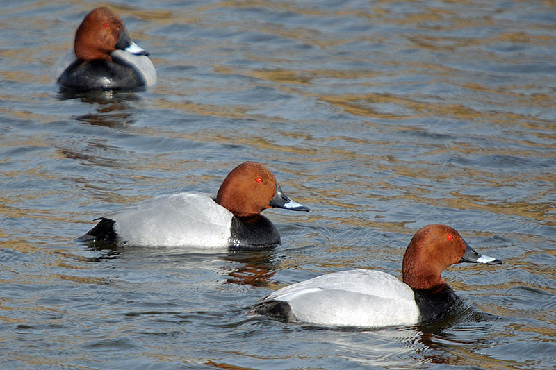 Pochard by Romano da Costa