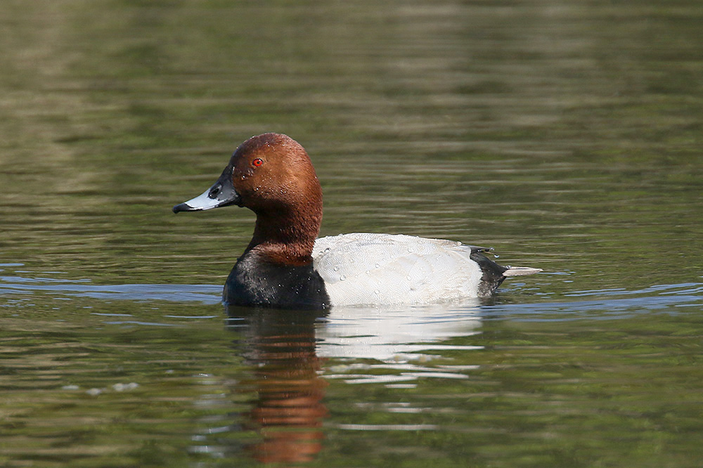 Pochard by Mick Dryden