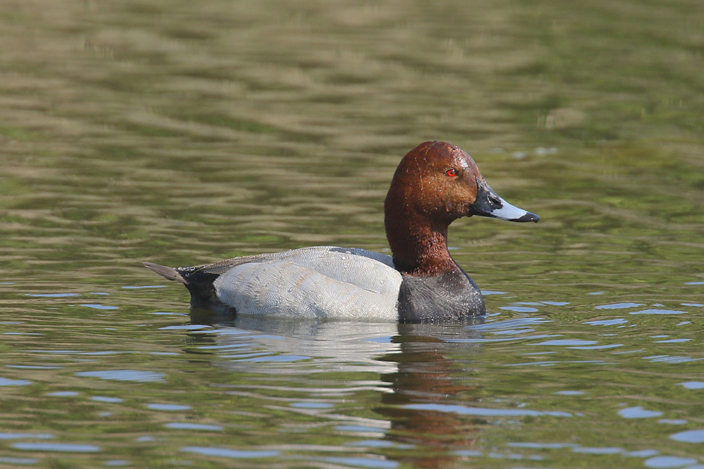 Pochard by Mick Dryden